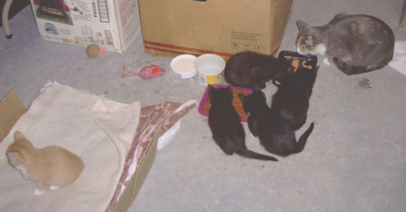 Kittens born 10/11/08